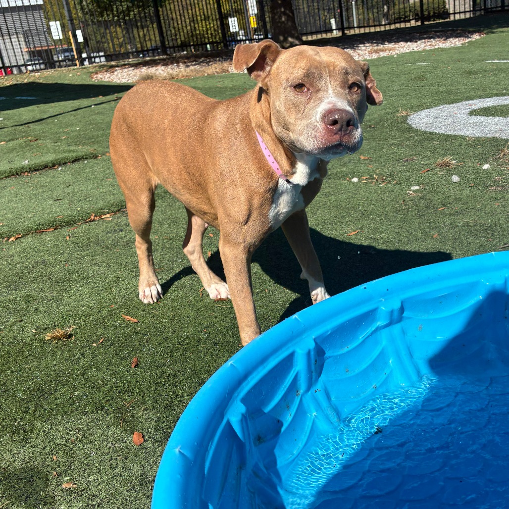 Olive (Formerly Copper), photo 16
