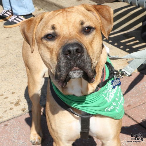 HONEY BEAR - Ridgeback, Rhodesian / Retriever, Labrador available for adoption