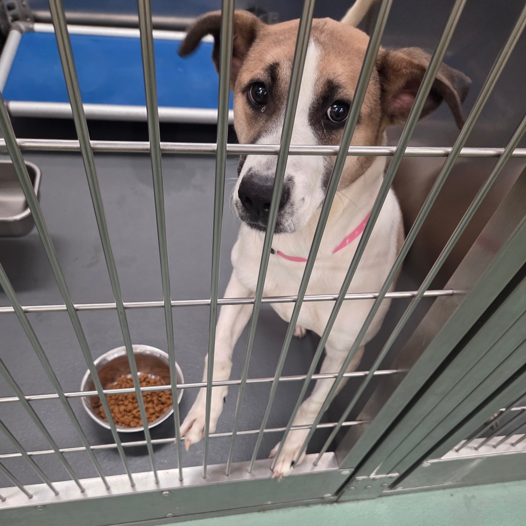 Queenie — thumbnail 4