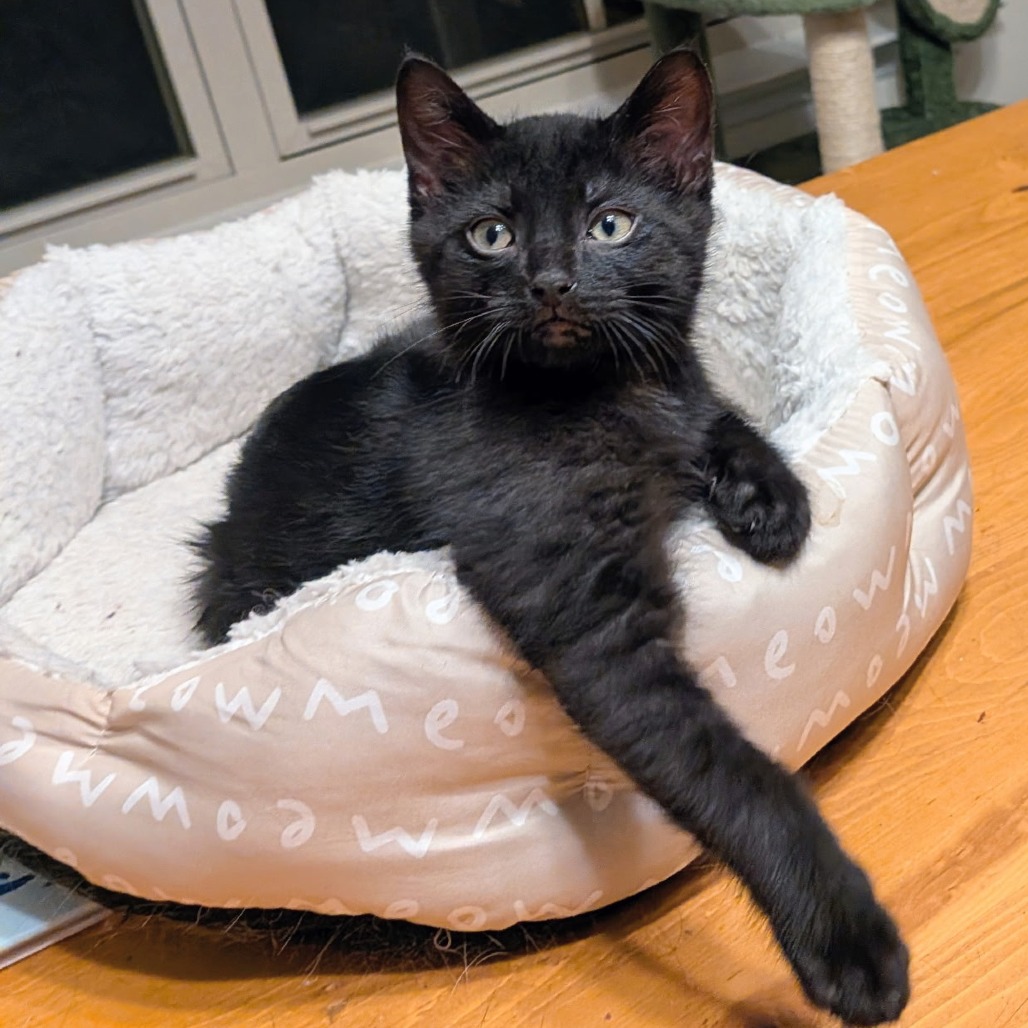 Pixel, photo 4