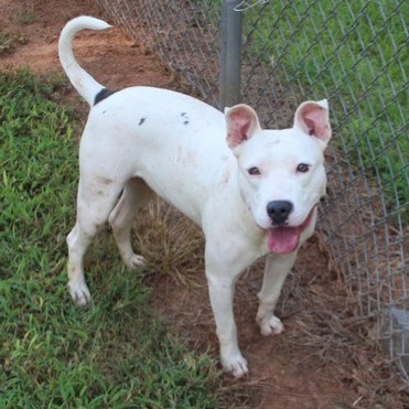 Pit Bull