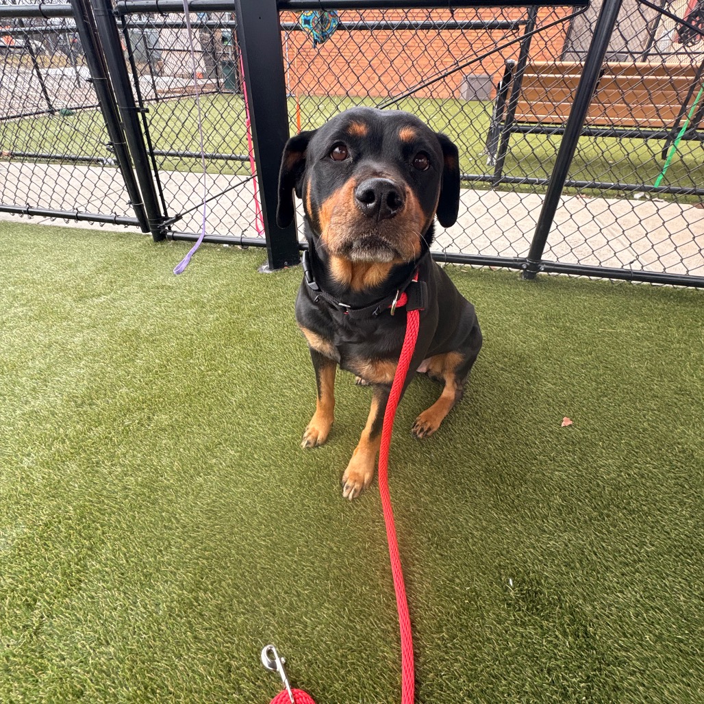 Missy — thumbnail 2