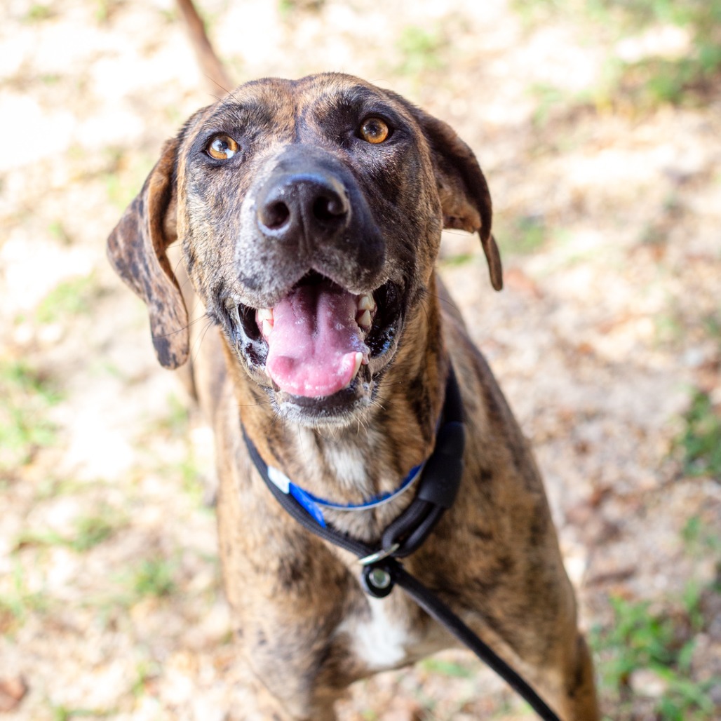 JESTER - Catahoula Leopard Dog / Mix available for adoption