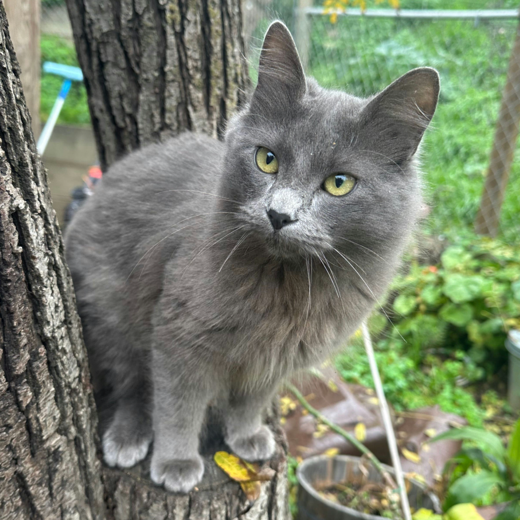 Cricket - Domestic Medium Hair