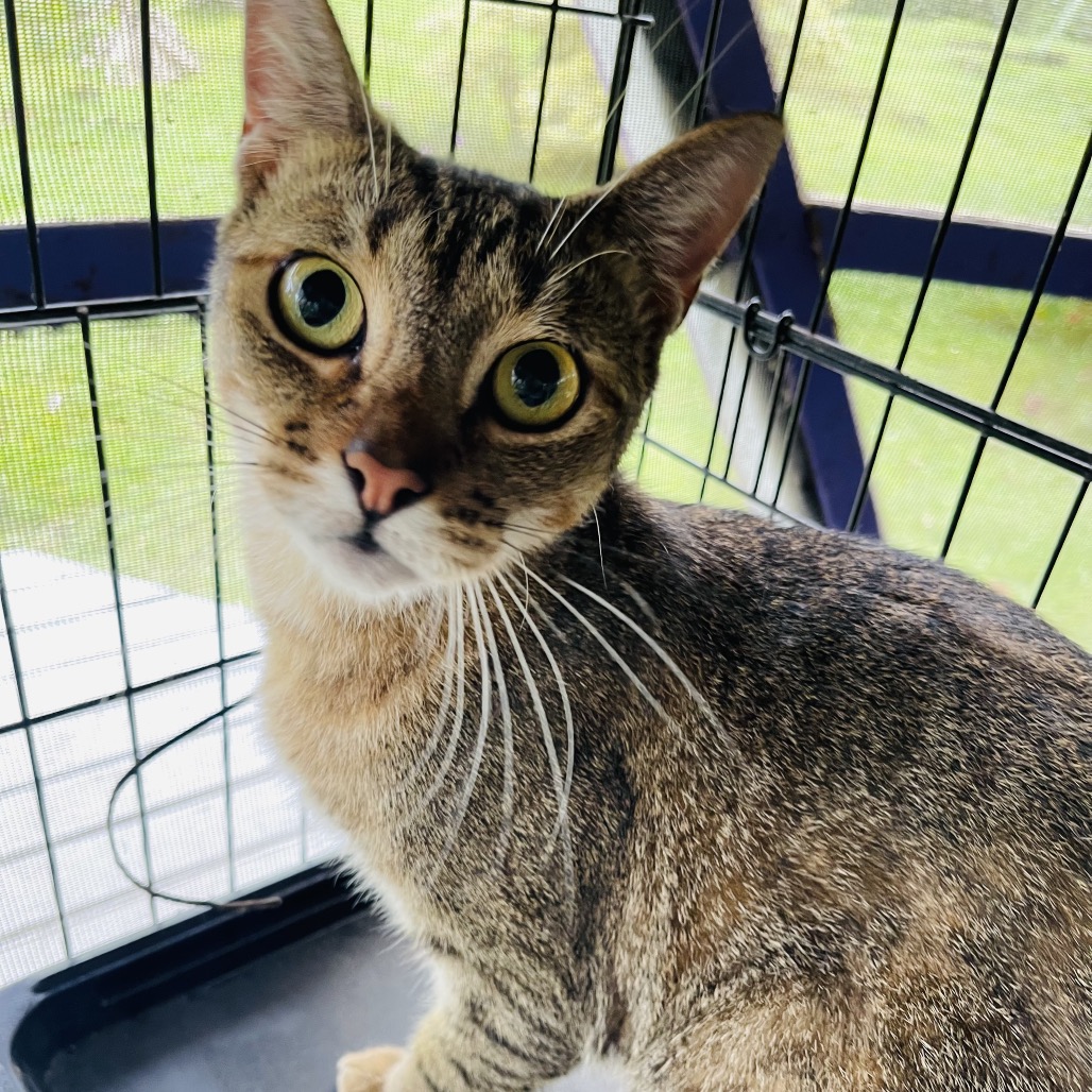 Cinnamon photo