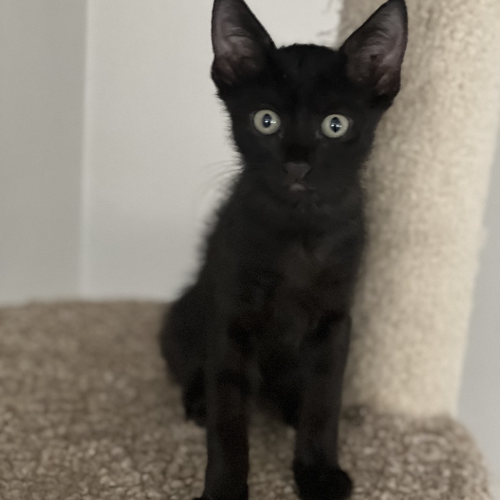 JET - Domestic Shorthair available for adoption
