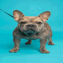 DANIELLE DEVITO - Mixed Breed (Small) available for adoption