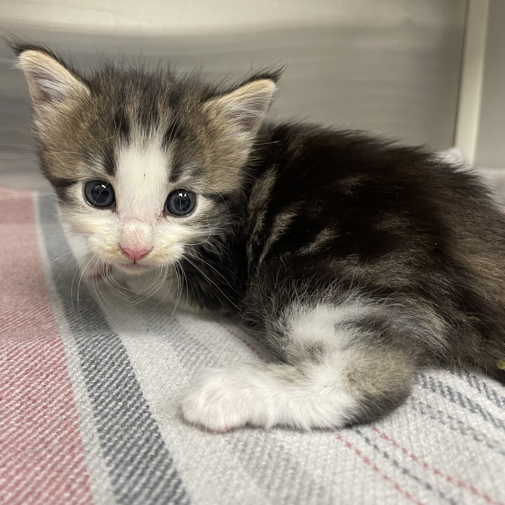 BLOSSOM (BB 2) - Domestic Medium Hair available for adoption
