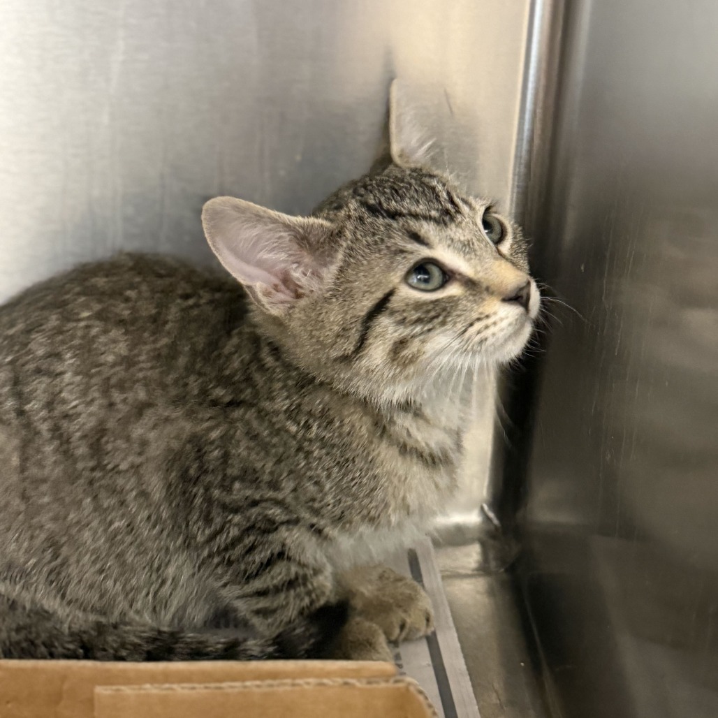 MASERATI - Domestic Shorthair available for adoption