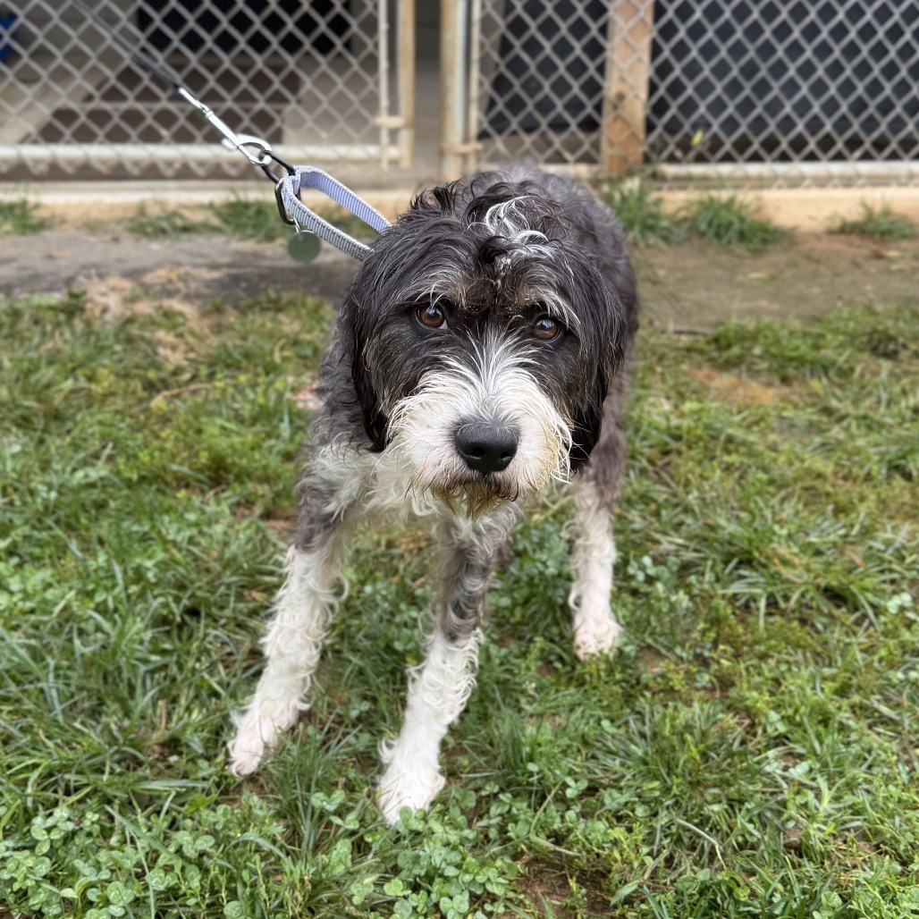 DARBY - Schnauzer / Terrier available for adoption