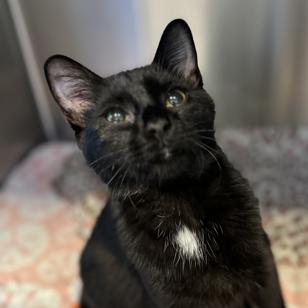 CASH - Domestic Shorthair available for adoption