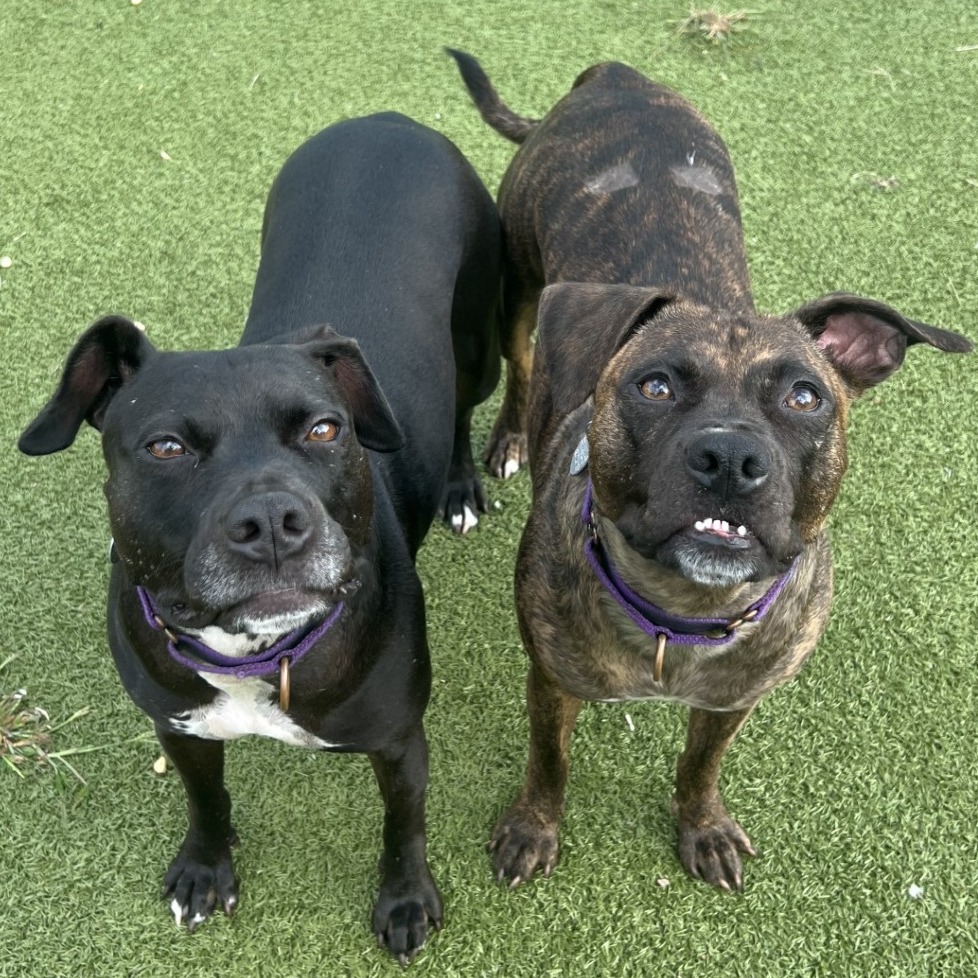 Lupe, a 2 years old female Spinone Italiano available for adoption from Southampton Animal Shelter Foundation in Hampton Bays, Suffolk
