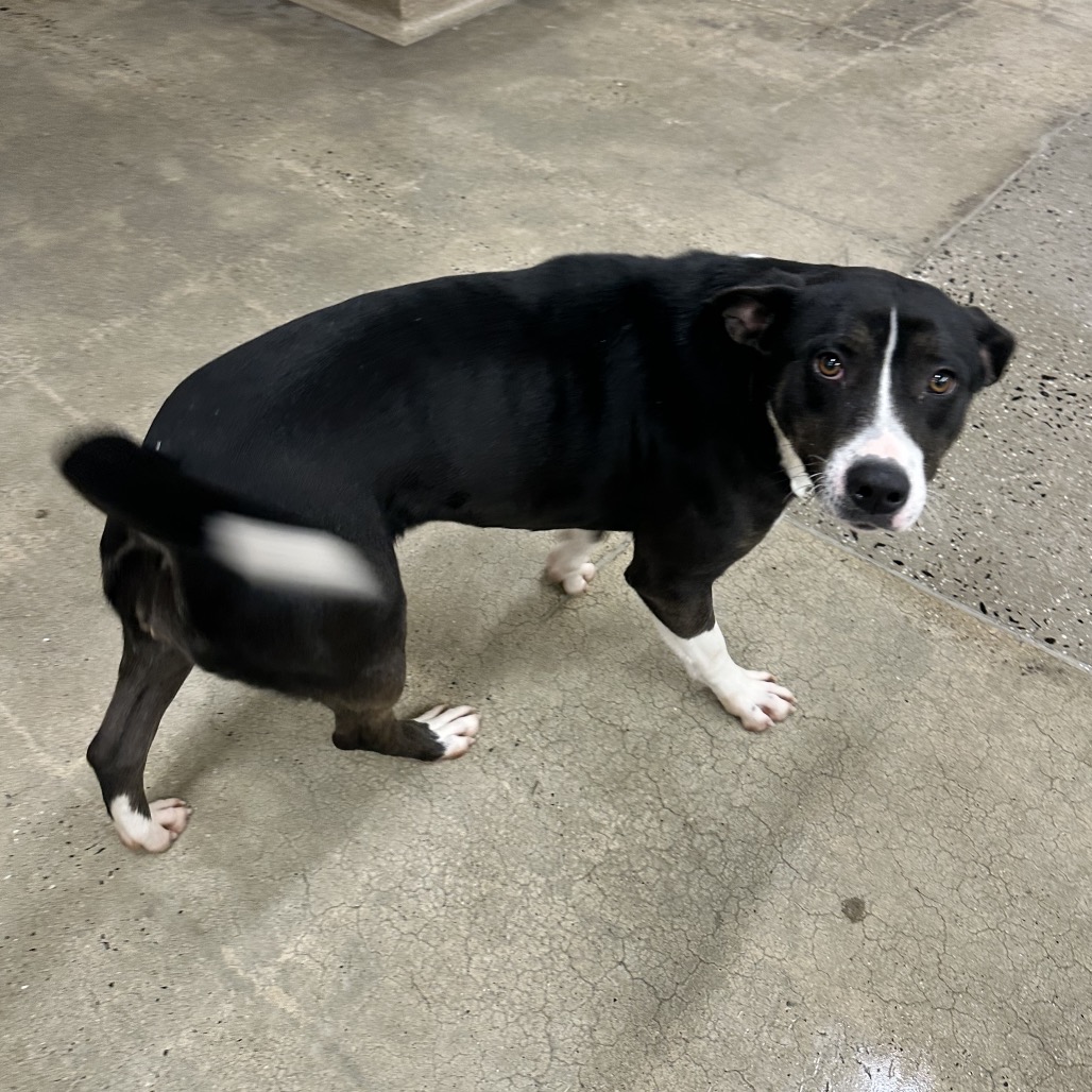 Queen Elizabark aka Queenie — thumbnail 5