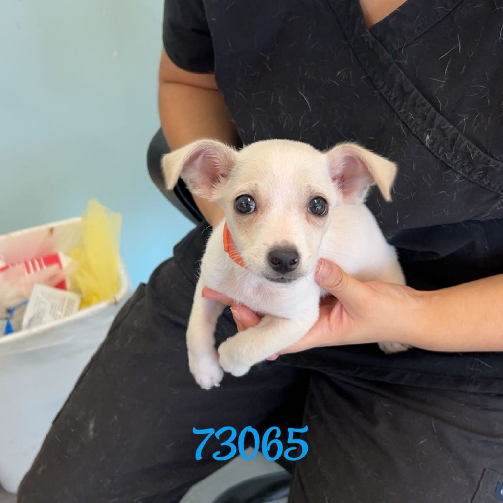 ICECAP — thumbnail 2