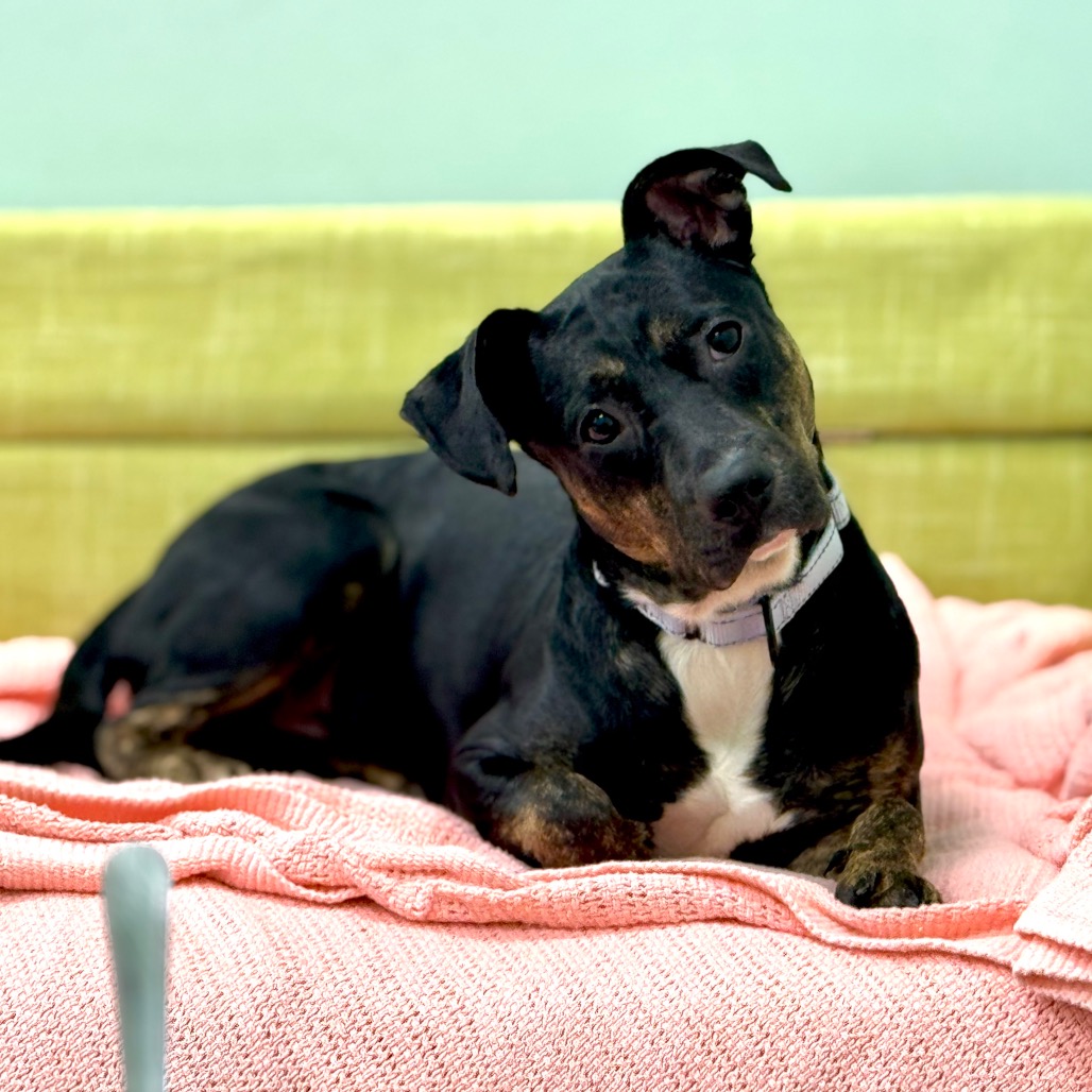 PIPPIN - Mixed Breed (Medium) available for adoption