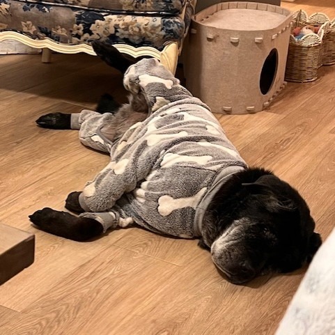Bear, photo 5