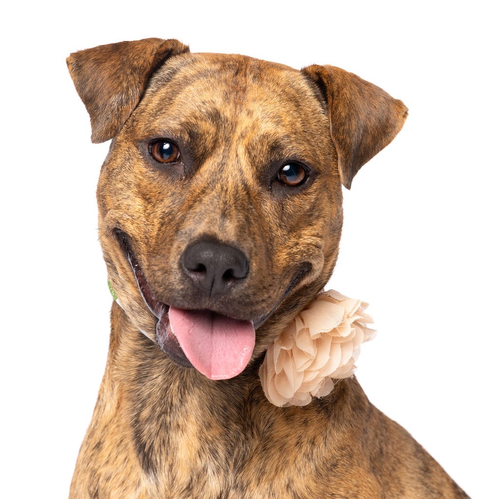 SUNSHINE - Hound available for adoption
