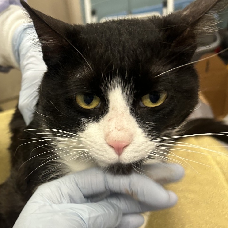 Kermit — thumbnail 2