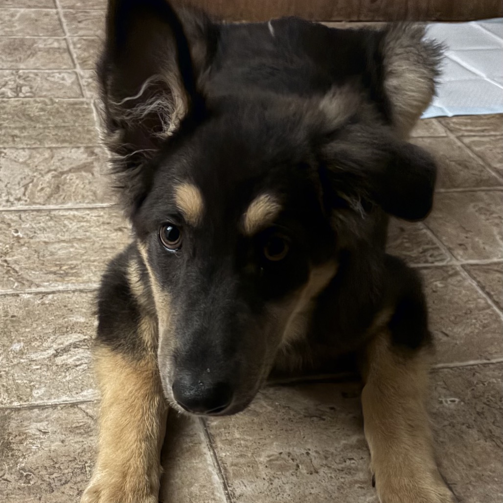 Baloo, photo 3