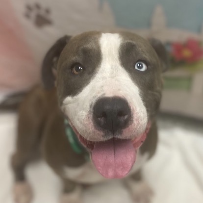 LOVEY - Terrier / American Staffordshire available for adoption