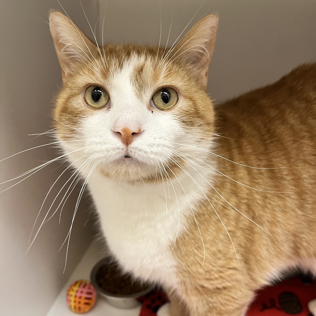 Butterscotch — thumbnail 2