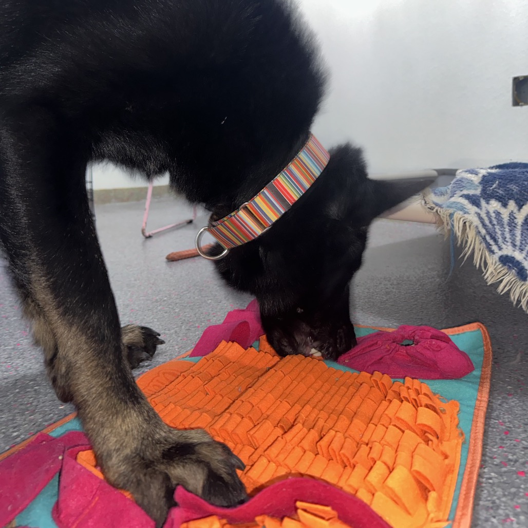 Bellamy, photo 5 of 12