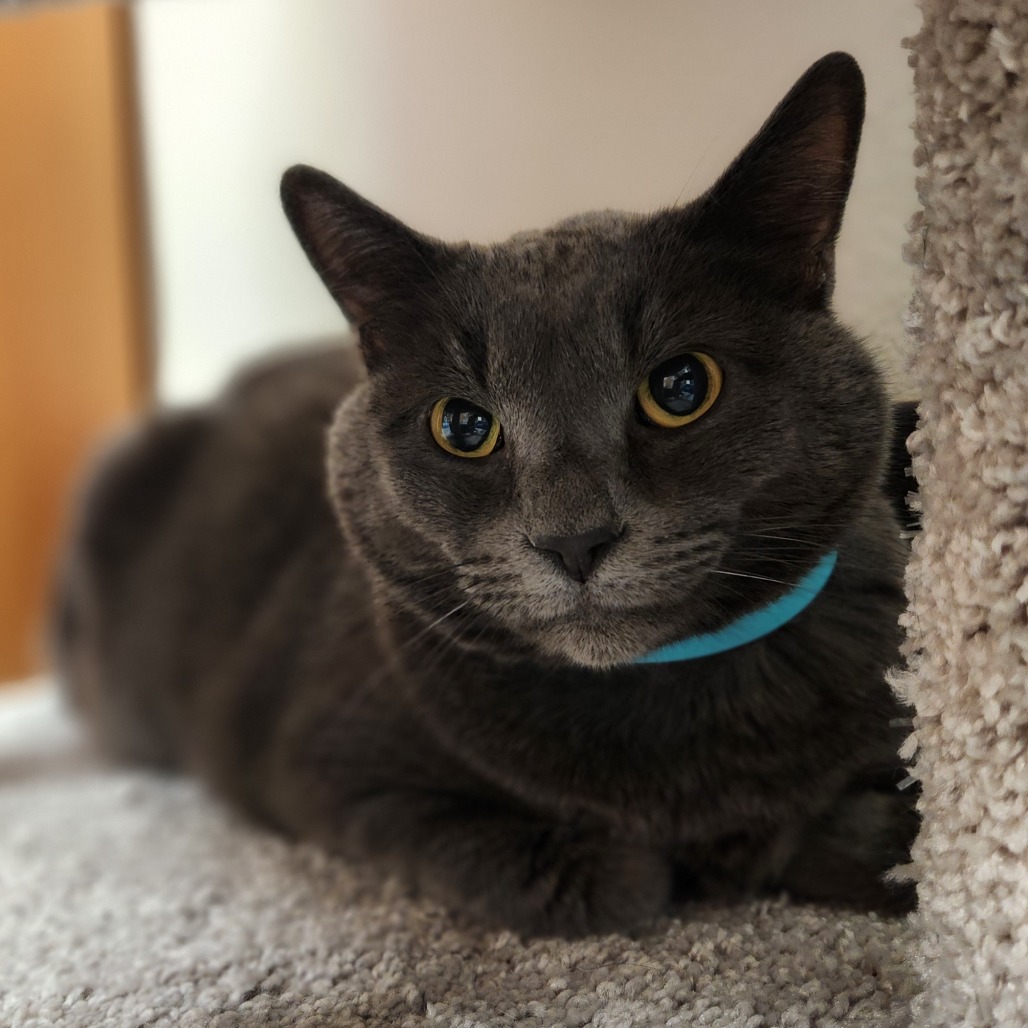 Simon Simon