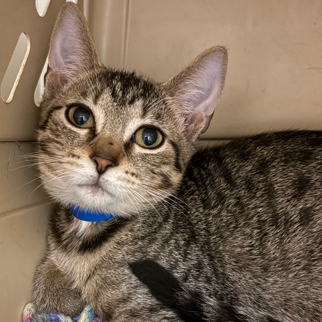 Do You Have to Pay to Rescue a Cat? Essential Cost Insights
