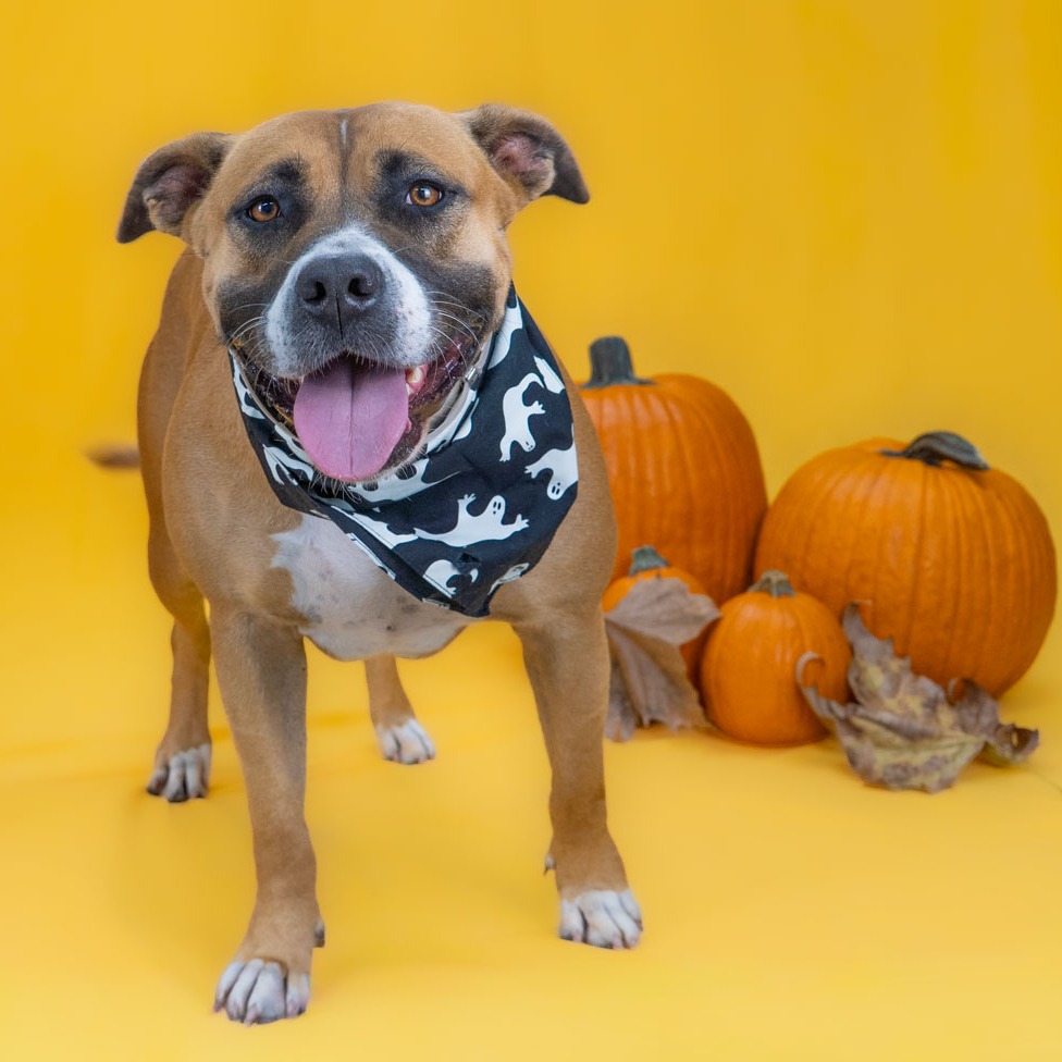 Honey Bun the Dog