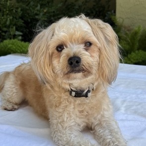 Animal named Cosmo