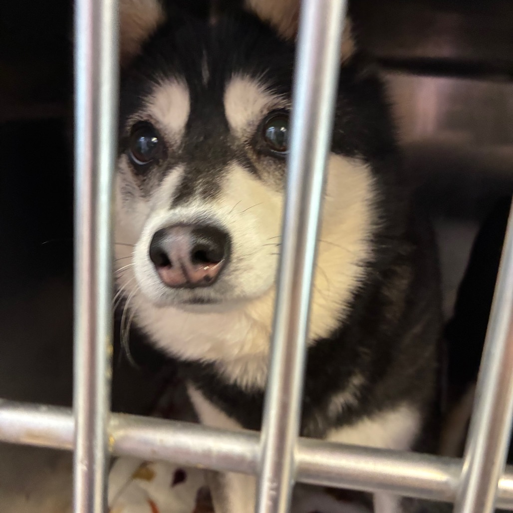 Orpha - Klee Kai for adoption in Illinois
