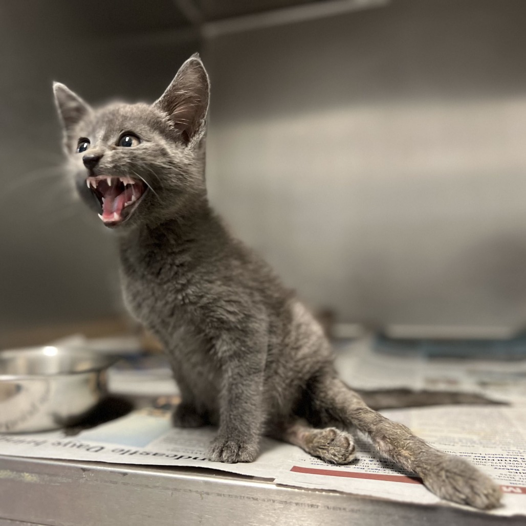 Jayden, photo 3
