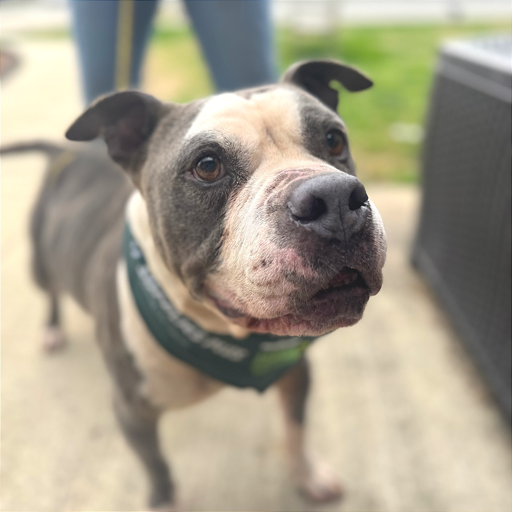 Trooper — thumbnail 4