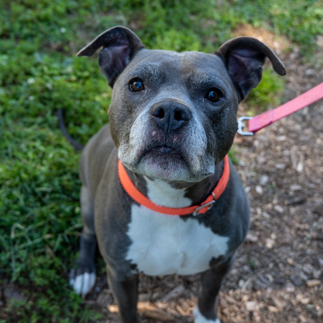 BLU - Terrier / American Pit Bull available for adoption