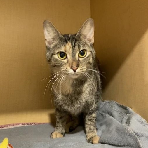 CHOOCH - Domestic Shorthair available for adoption