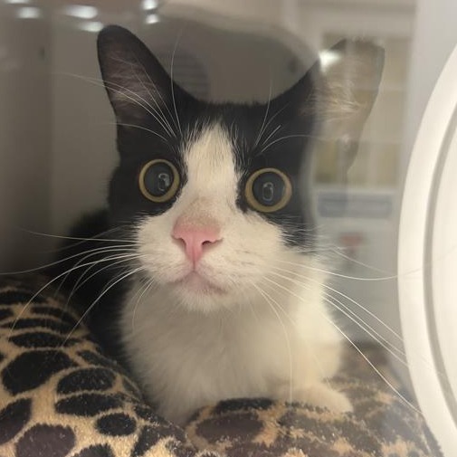 Spoons: Female 42 Domestic Shorthair