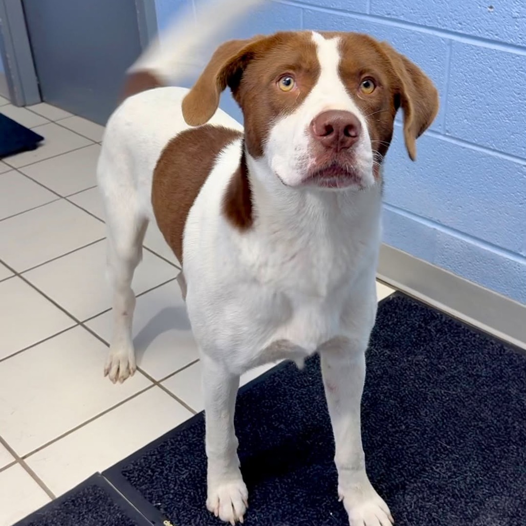 WOODY - Mixed Breed (Large) available for adoption