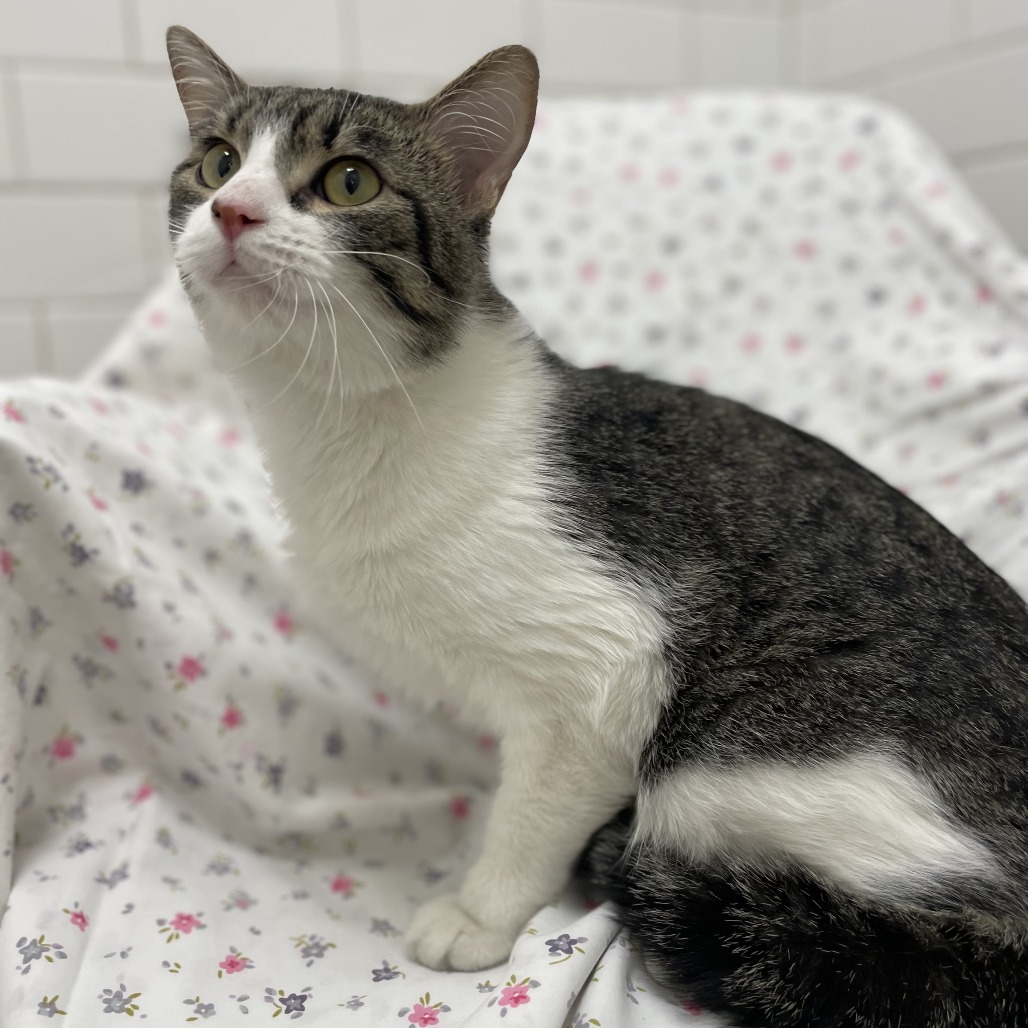 Vato Gato — thumbnail 5