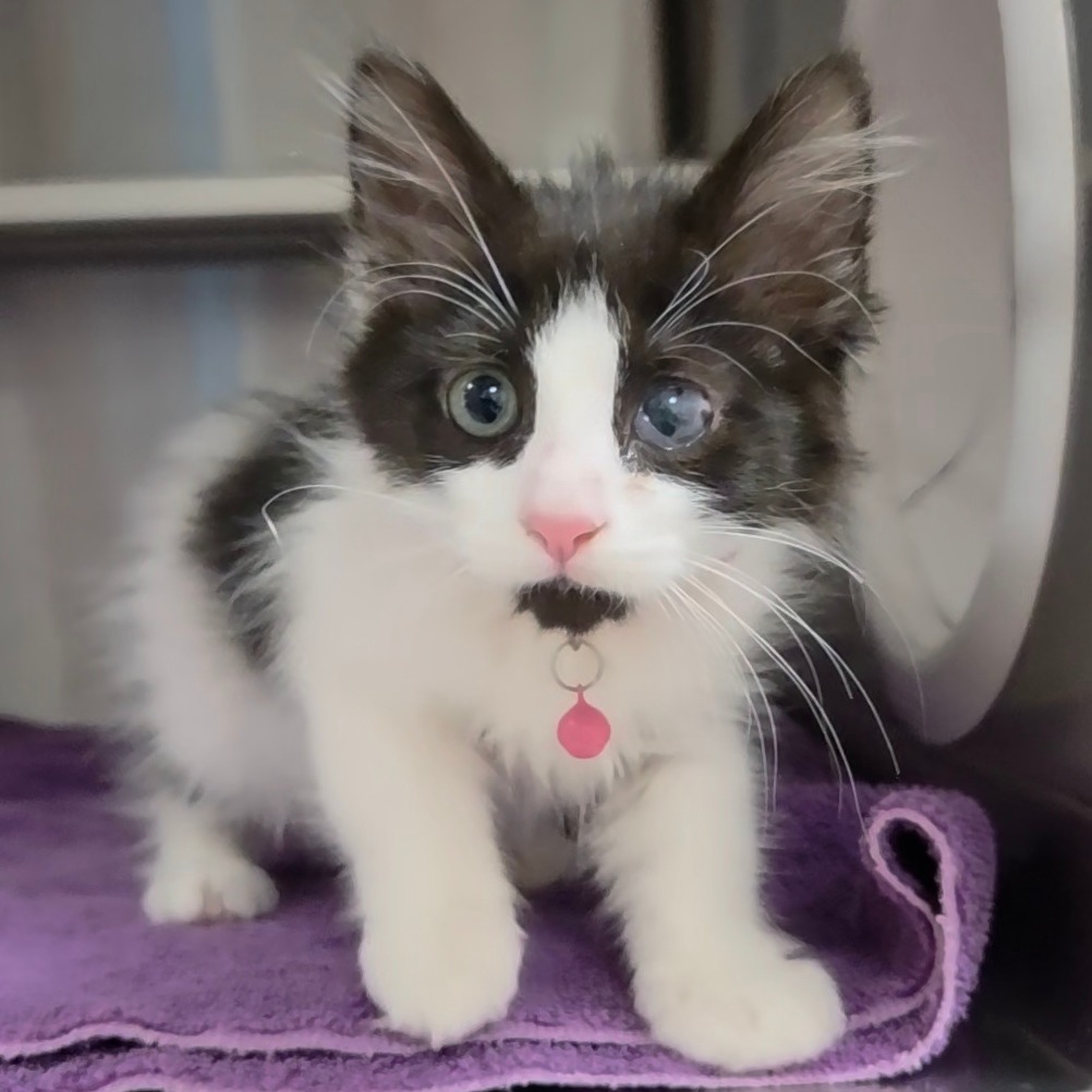 COWGIRL - Domestic Medium Hair available for adoption