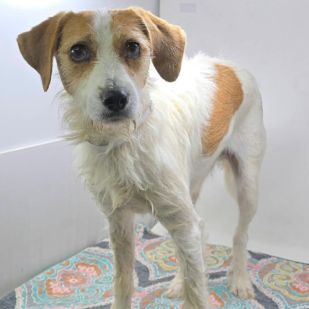 FOSTER NEEDED - Teddy