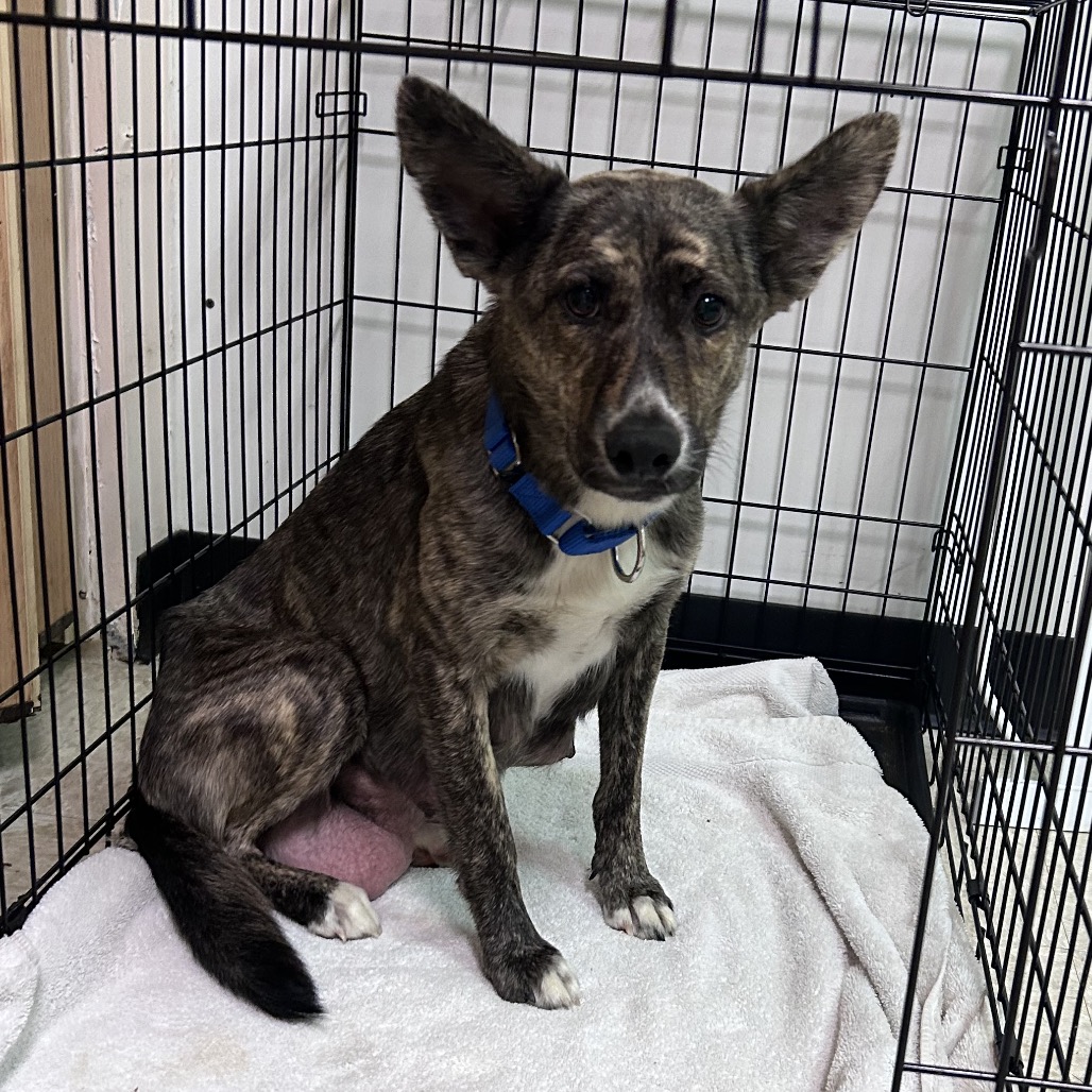 Oolong Tea — thumbnail 10