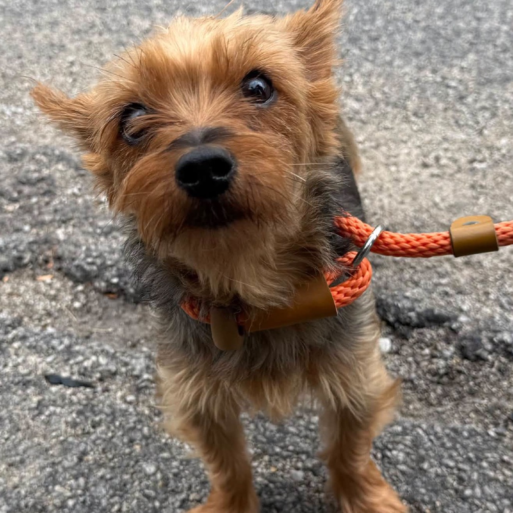 Yorkshire Terrier