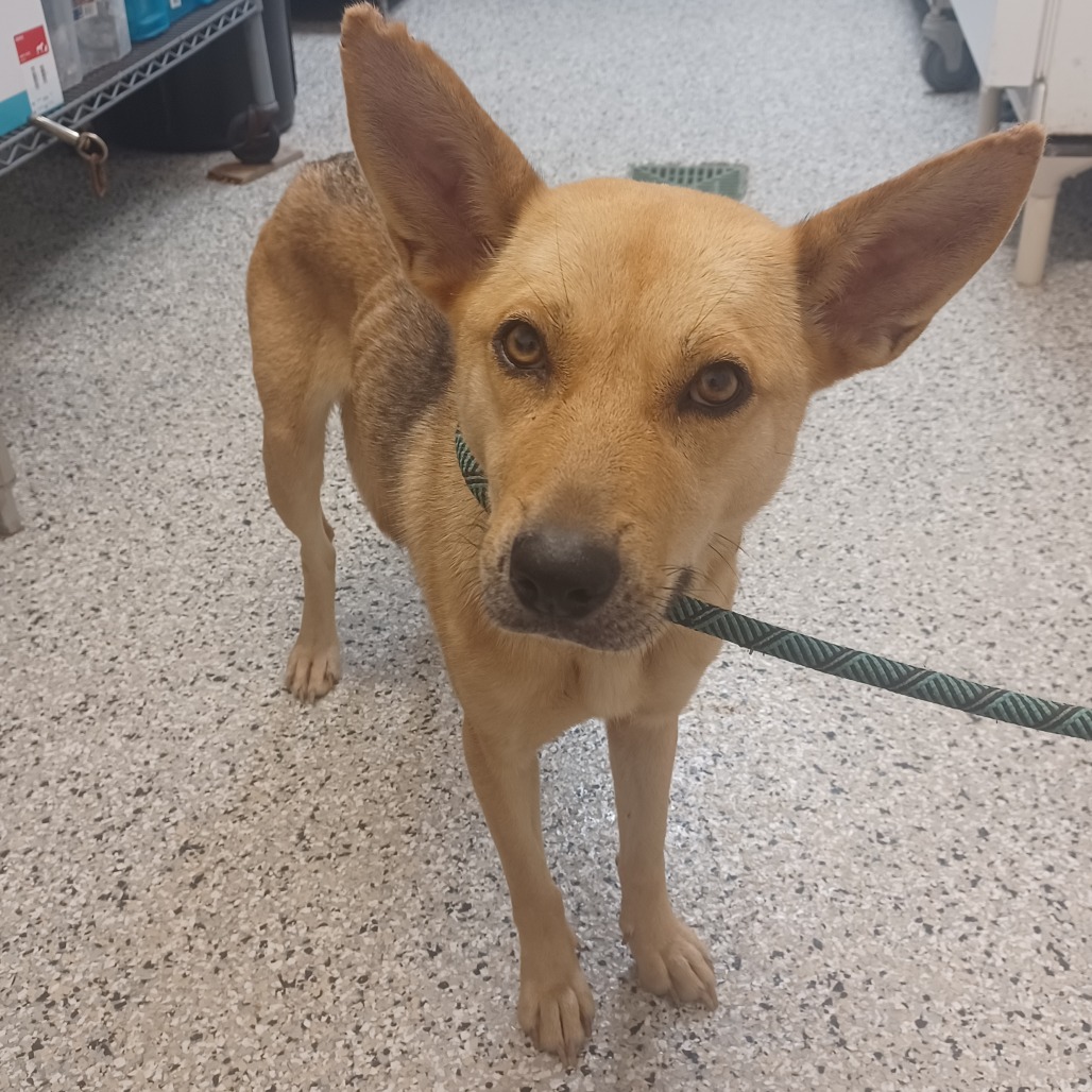 ROUGE THE BAT - Shepherd, German / Feist available for adoption