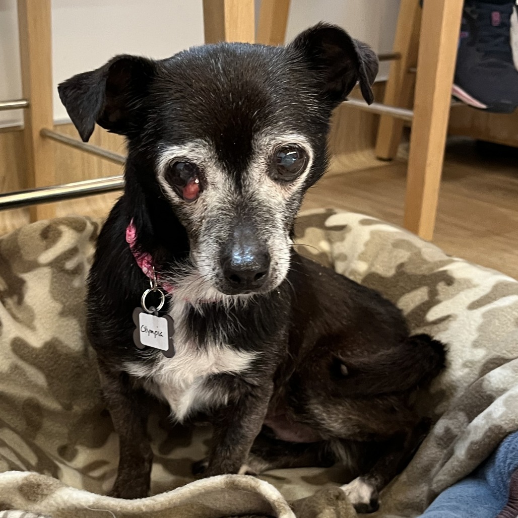 Olympia 13675 — thumbnail 3