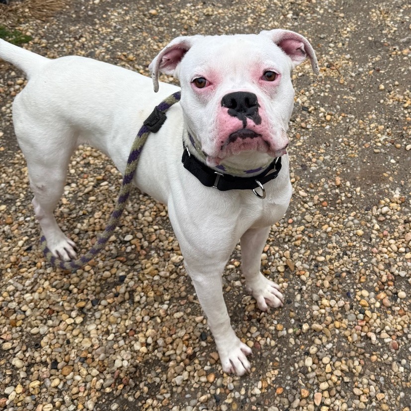 Snowcone — thumbnail 4