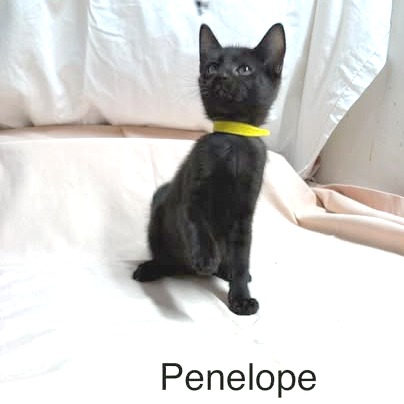 Penelope, photo 6