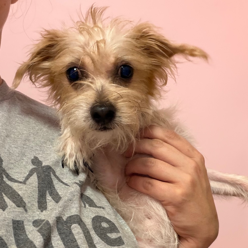 Vanilla, adoptable Schnauzer, Miniature/Mixed Breed (Small) at Lifeline of Galveston County