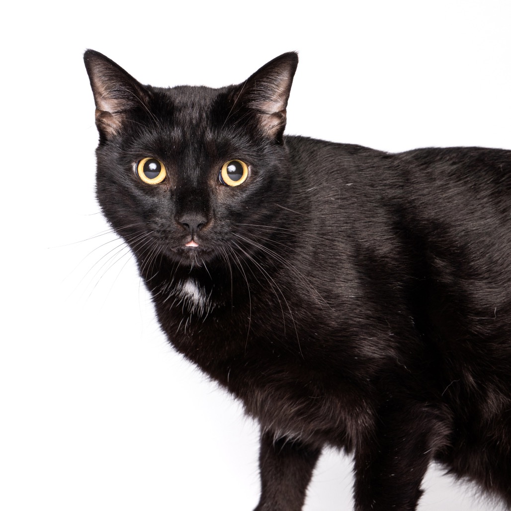 HALO - Domestic Shorthair available for adoption