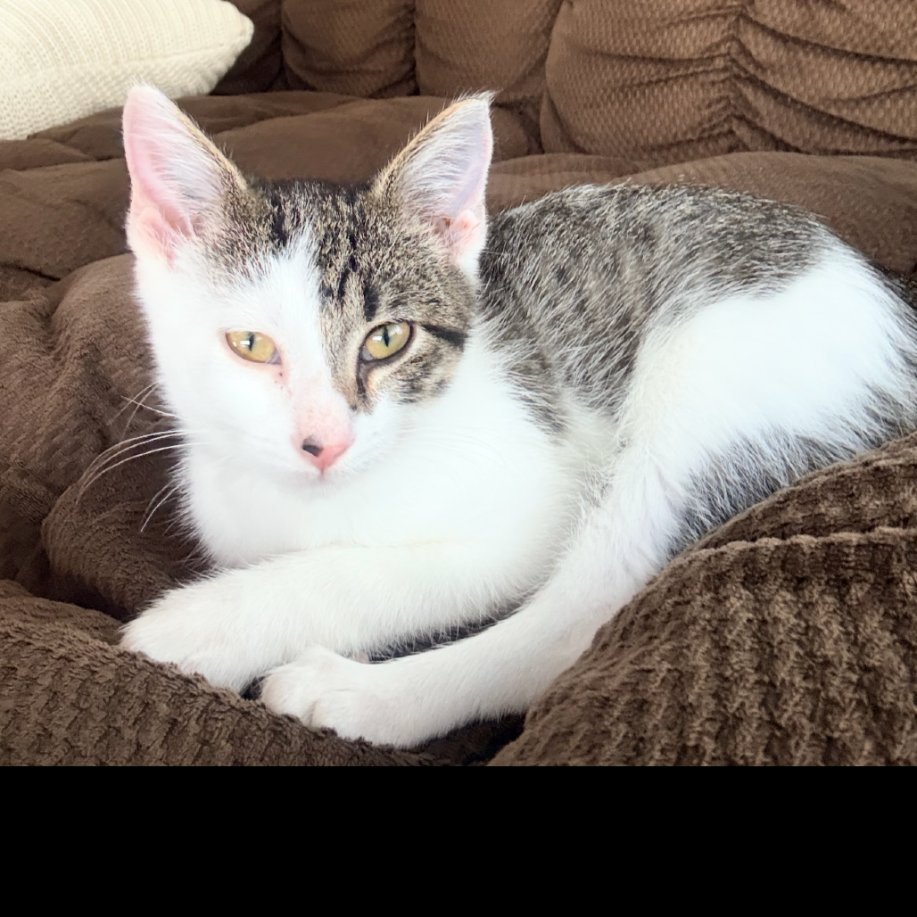 Peanut, available for adoption