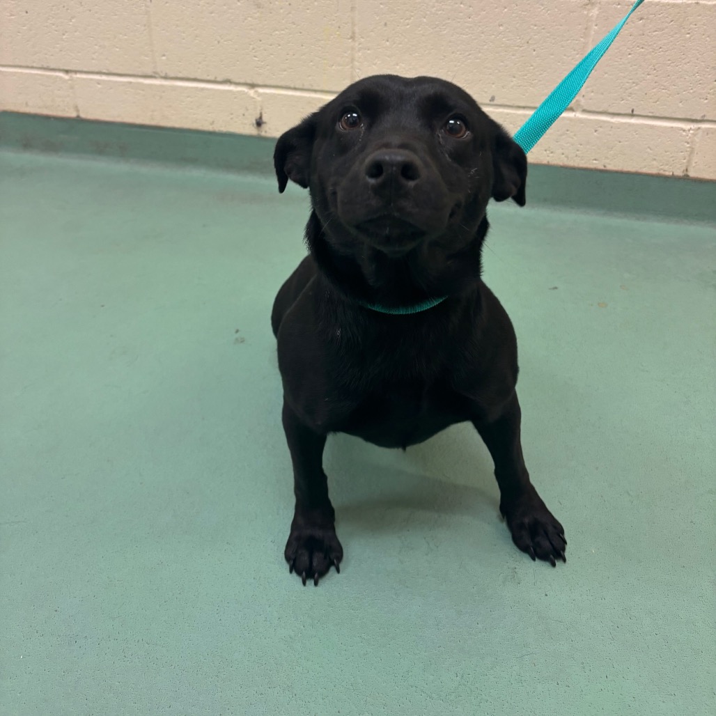 Chipper — thumbnail 2